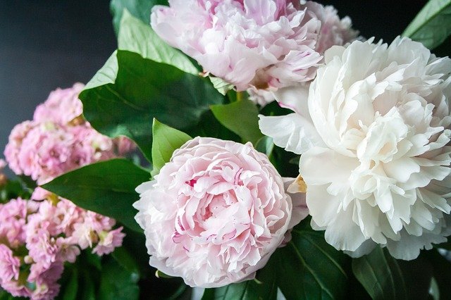 LA PIVOINE, FLEUR NATIONALE DE LA CHINE